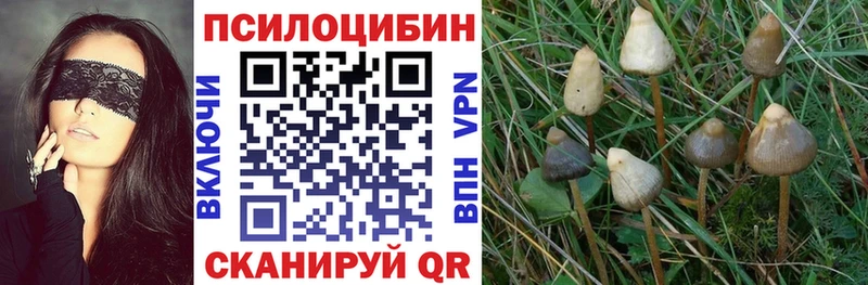 Псилоцибиновые грибы Magic Shrooms как найти закладки Хасавюрт
